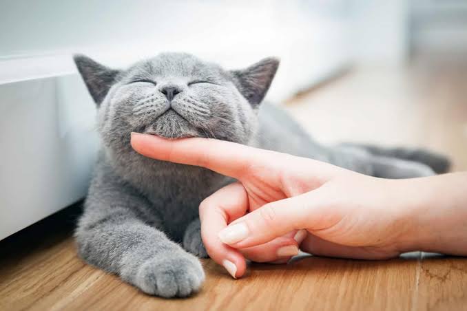 آیا می‌توان به سگ و گربه کدو حلوایی داد؟ | بررسی مقدار مجاز، مزایا و خطرات